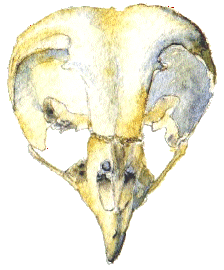 Skull of tawny owl.